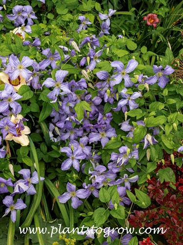 Clematis 'Prince Charles